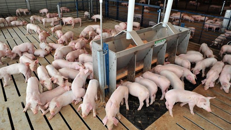 Interior de granja porcina moderna con instalaciones limpias