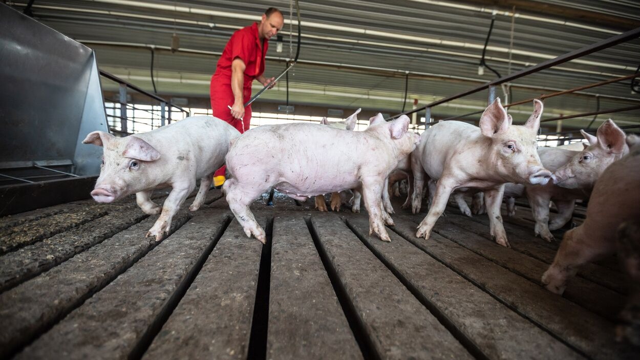 Cerdos saludables en instalaciones modernas de producción