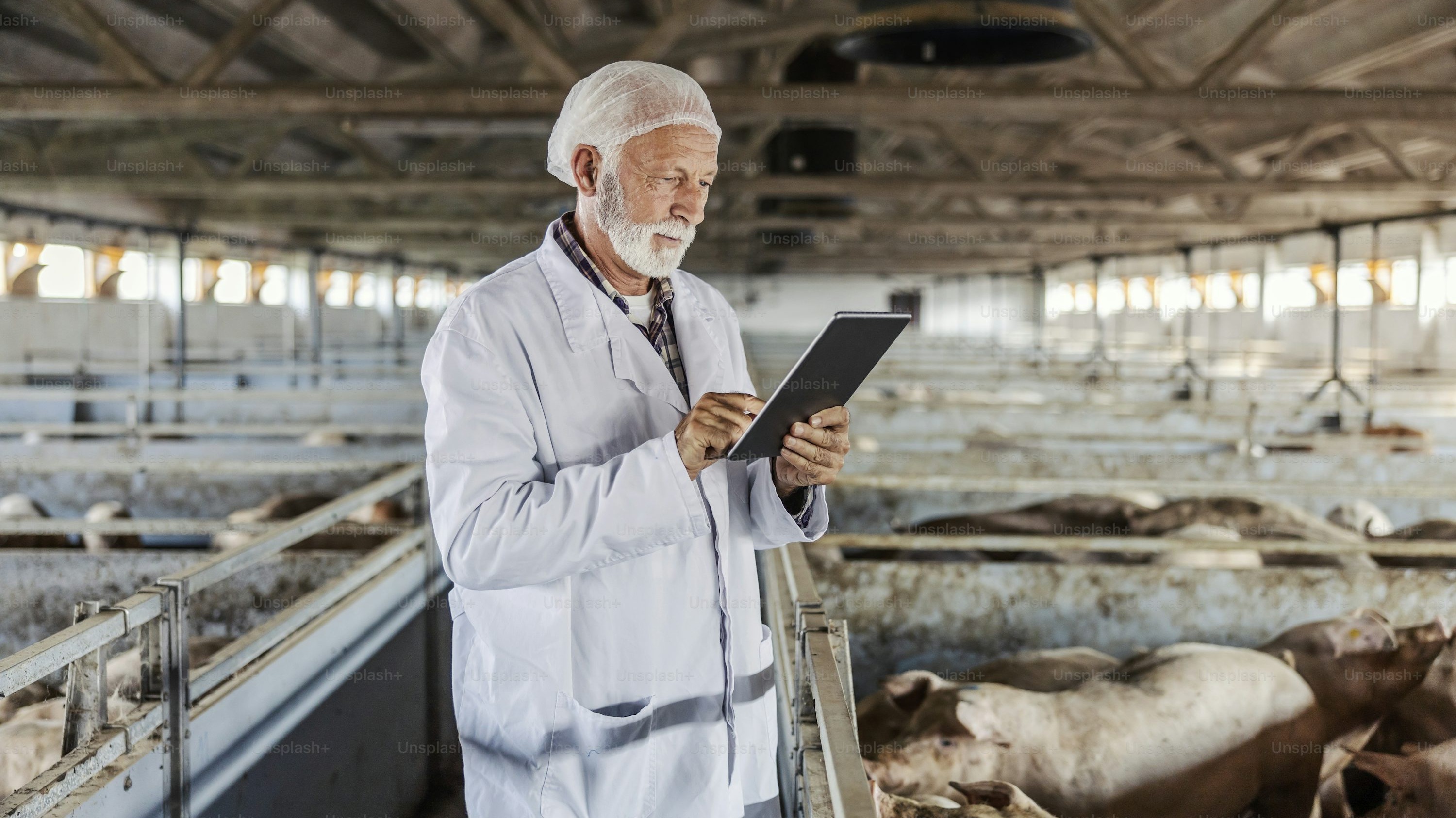 Veterinario usando tablet digital en granja porcina moderna